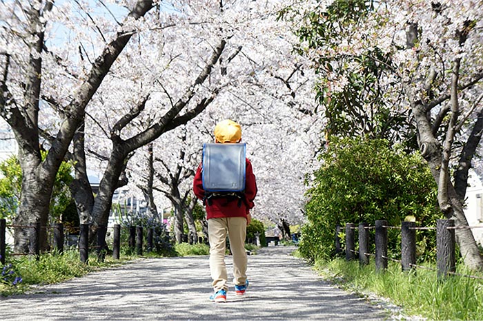 Spring in Japan - cherry blossoms