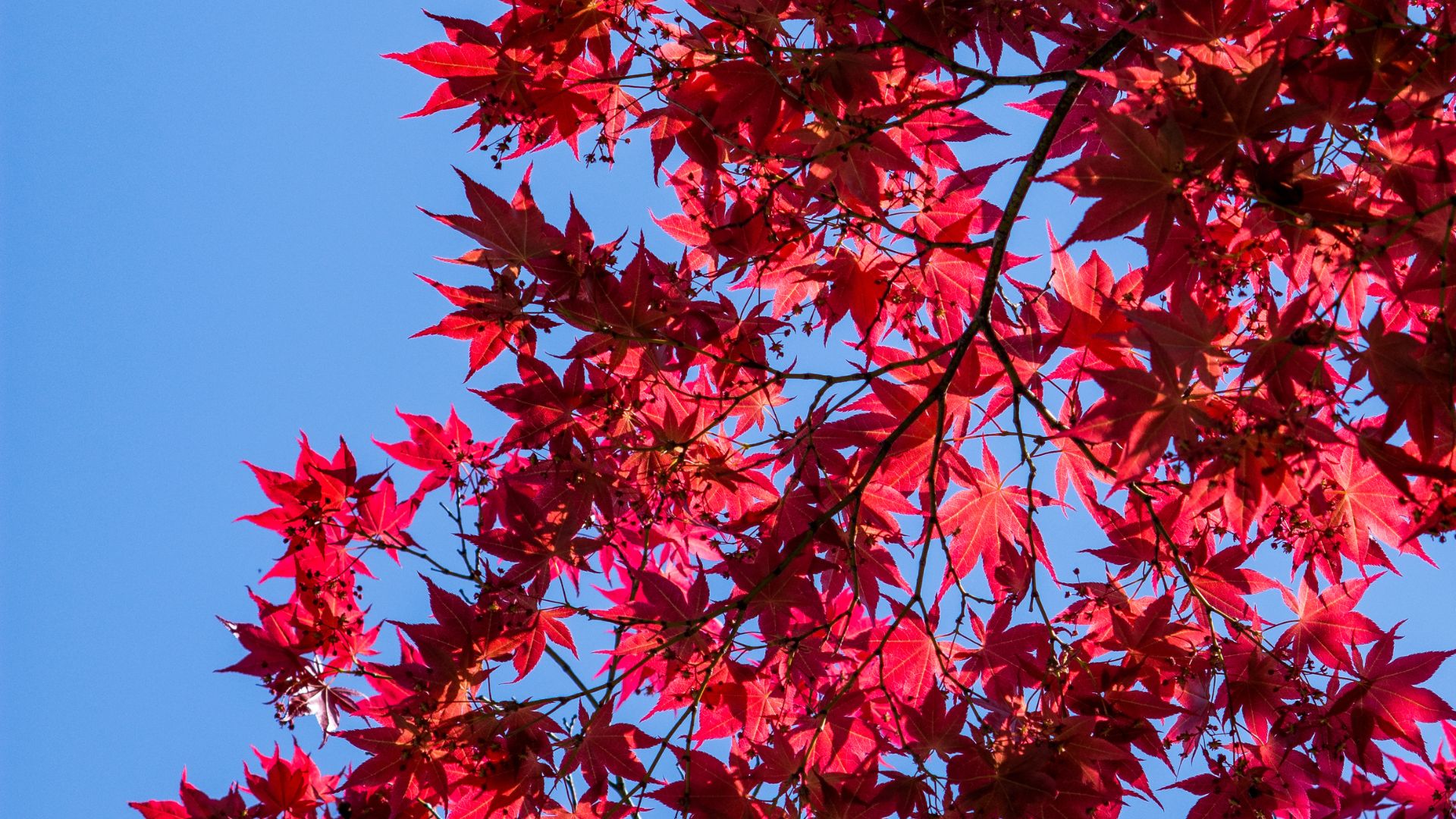 Photo of beautiful red Japanese momiji leaves.