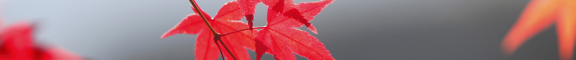 A photo of momiji - Japanese red autumn leaves.