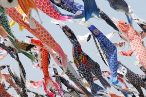 Picture presents koinobori - Japanese colorful koi fish ornaments that people hang outside their homes during children's day/
