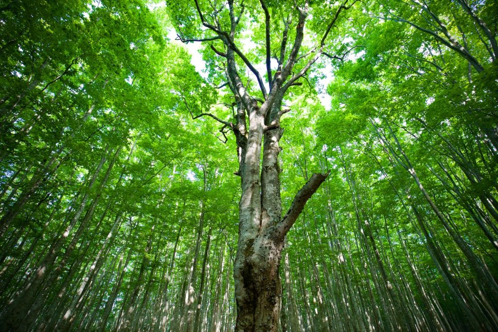 photo of a tree